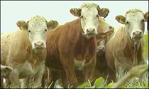 cows