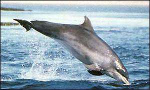 Dolphin