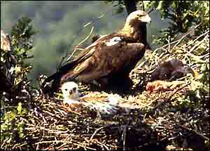 Eagle and chick in nest   S Danko