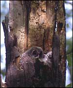 Owlets in nest   Pavol Kanuch