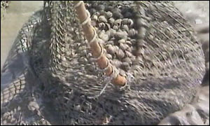 Cockles generic