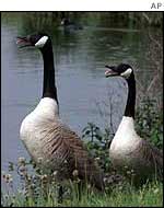 Two geese   AP