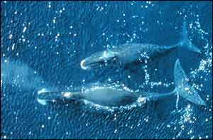 Two bowheads from above  (photo: Noaa)