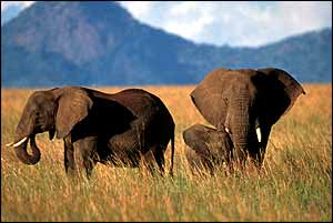 African elephants on plain   Ifaw