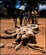 Dead elephant   Ifaw