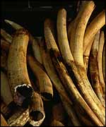 Confiscated tusks   Ifaw