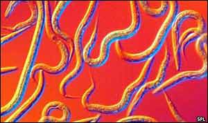 Nematode worms   SPL