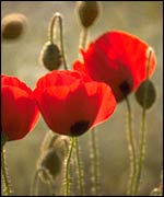 Poppies   John Lawton