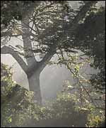 Mist through trees   John Lawton
