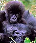 Infant gorilla tries to wake sleeping mother   Juan Pablo Moreiras/Fauna & Flora International