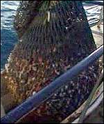 Fishing net