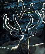 Reindeer   Fred Grinberg/UNEP/Topham