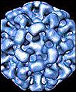 Norwalk virus