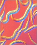 Nematode