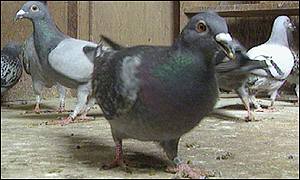 Pigeons