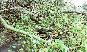 Fallen tree