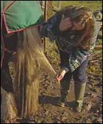 Horse's tail