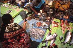 Fish, BBC
