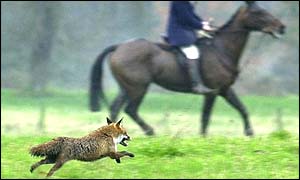 A fox during a hunt