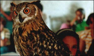 Mr Whoo