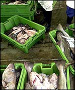Boxes of fish