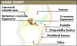 Knee joint