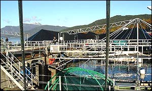 Cod farm, bbc