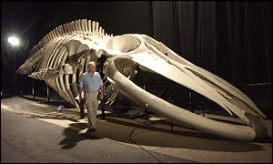 Blue whale, BBC