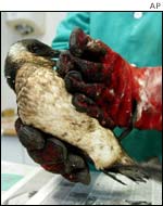 Oil-covered bird