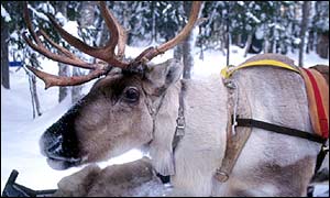 Reindeer 