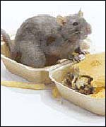 Rat and takeaway