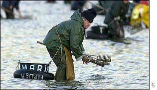 A fisherman collect clams before the slick arrives