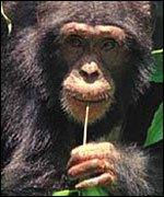 Chimp, BBC