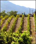 Many small vineyards are up for sale in the Languedoc region