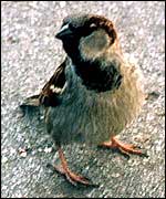 A sparrow