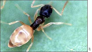 US ghost ant   AP