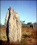 Termite mound   BBC
