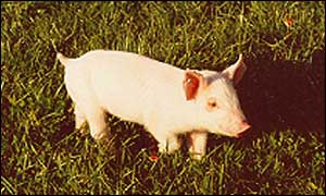 Pig