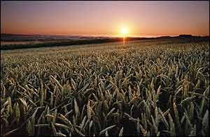 Sunrise over grain field   Monsanto