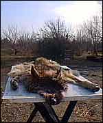 Wolf skin   A Kirby
