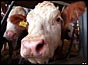 A Hereford cross heffer