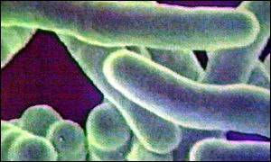 TB bacteria