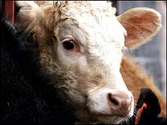 Cow