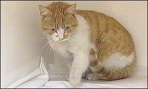 Convoy the cat