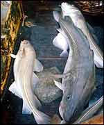Cod on trawler deck   BBC