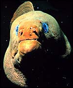 Green moray eel   Noaa
