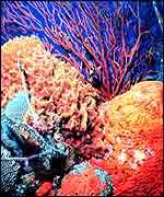 Reef scene   Noaa