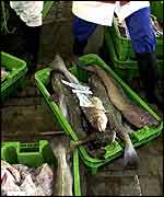 Cod in boxes on dock   PA