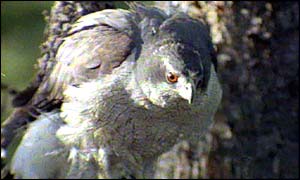 Goshawk
