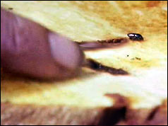 Elm bark beetle